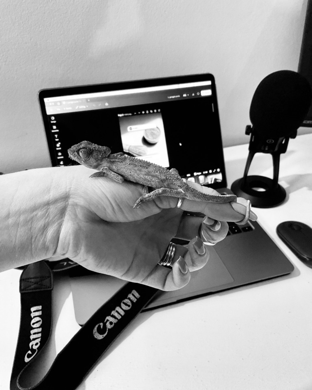 Small chameleon resting on a hand in front of a laptop and podcast microphone.