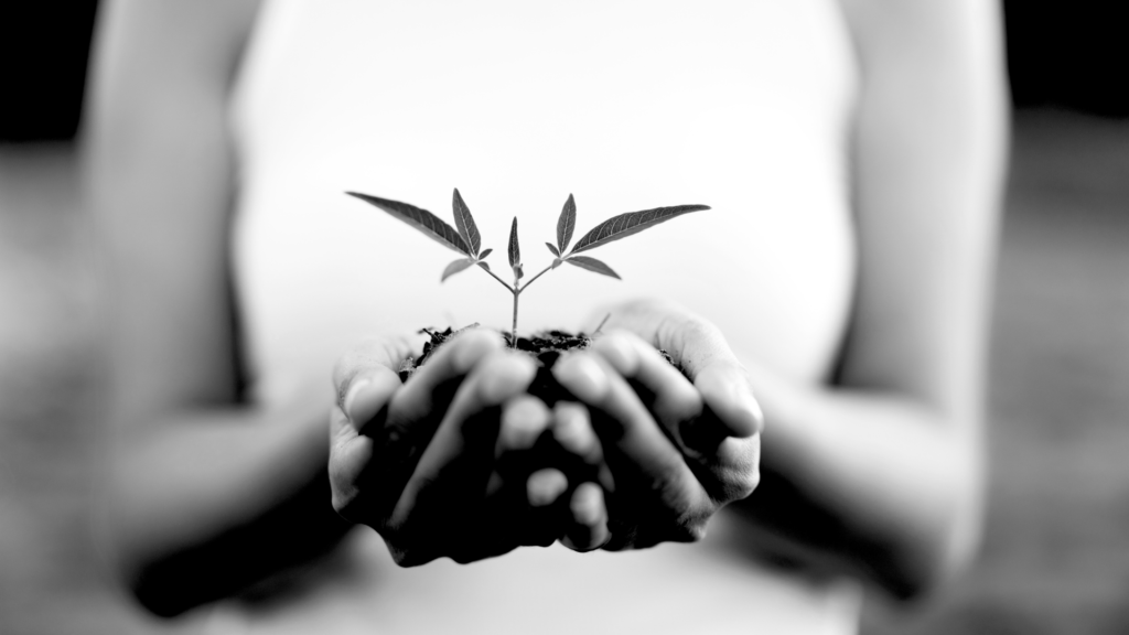 Black and white image of hands holding soil and a small growing plant.