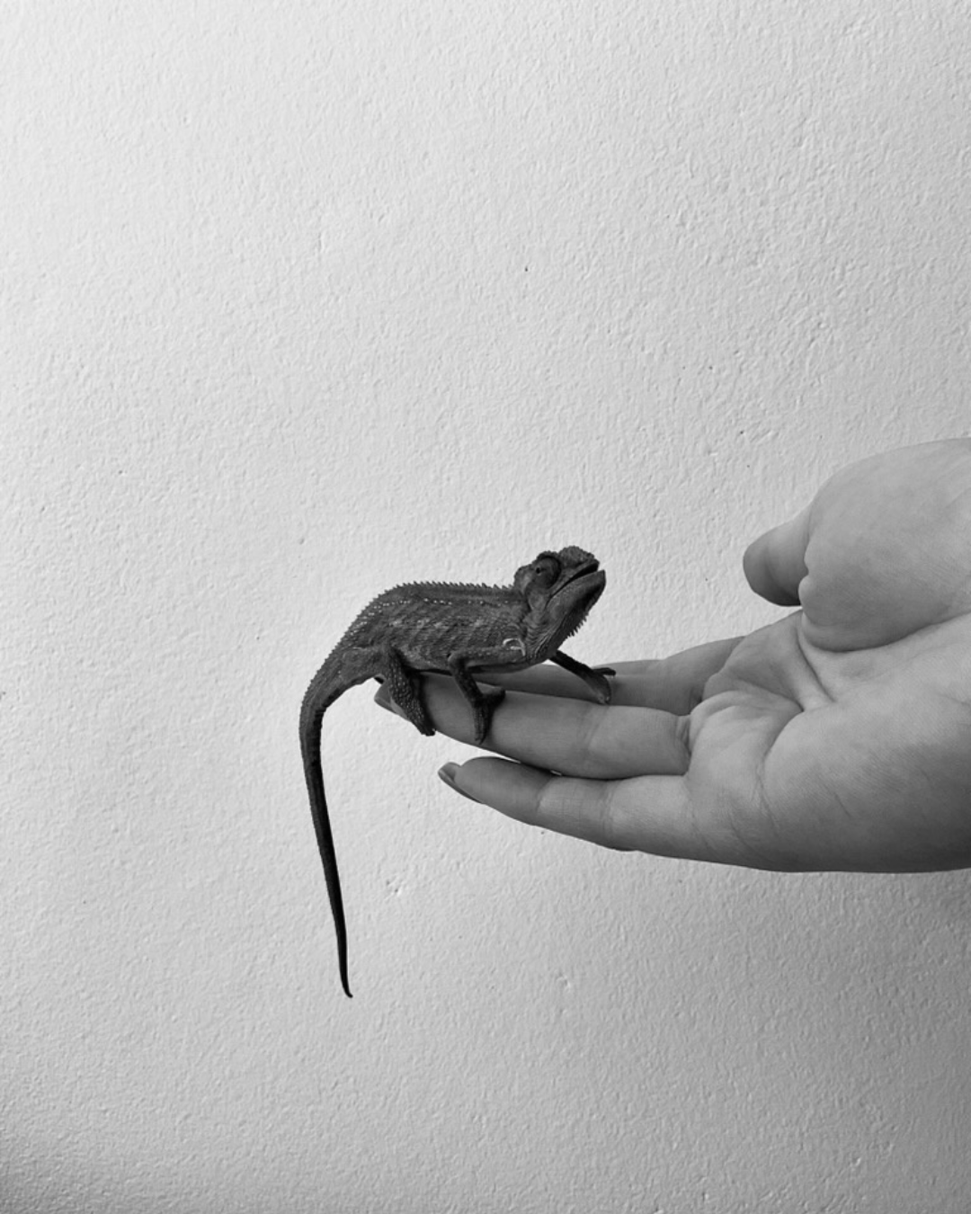 Baby chameleon sitting calmly on a hand against a plain wall.