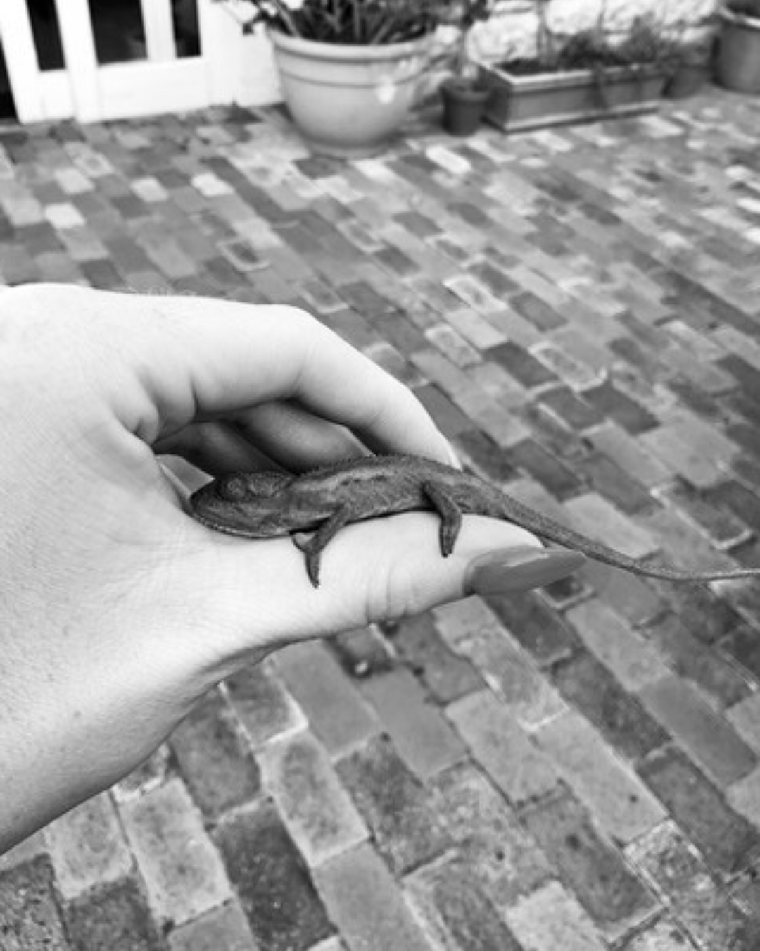 Young chameleon resting on a hand outdoors with a brick courtyard background.